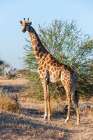 Portrait of a southern giraffe looking at the camera Mashatu Game Reserve-Botswana Art Print